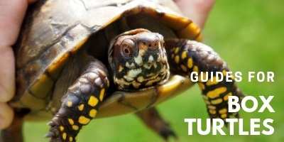 Home - TurtleHolic