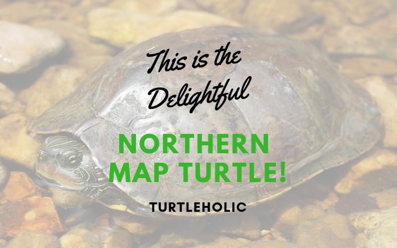 This is the Delightful Northern Map Turtle main picture