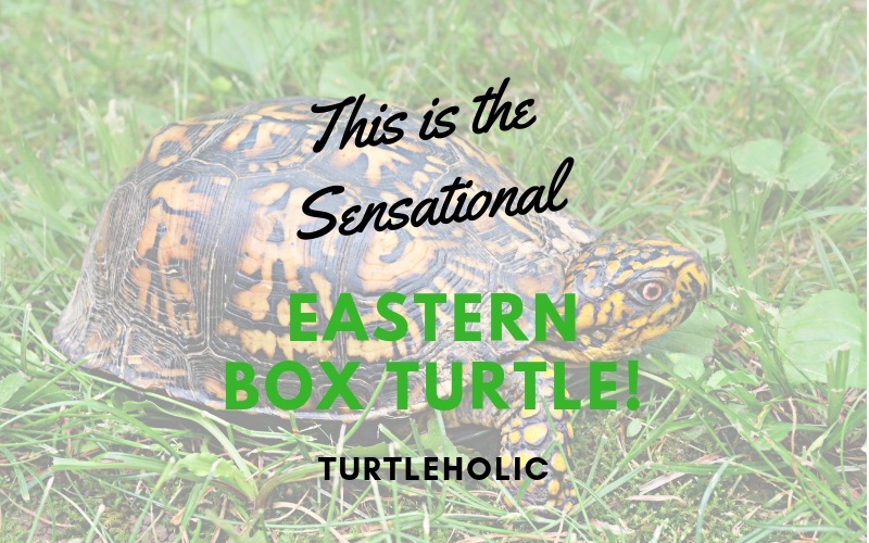 This is the Sensational Eastern Box Turtle main picture