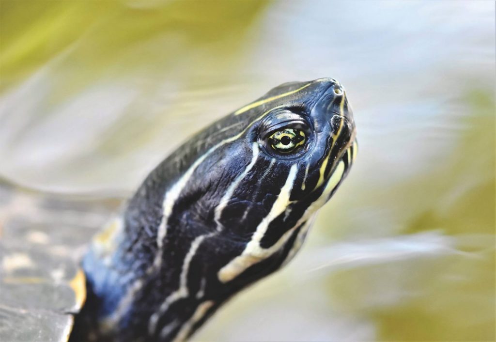 Why Is My Turtle Floating? The Startling Truth TurtleHolic