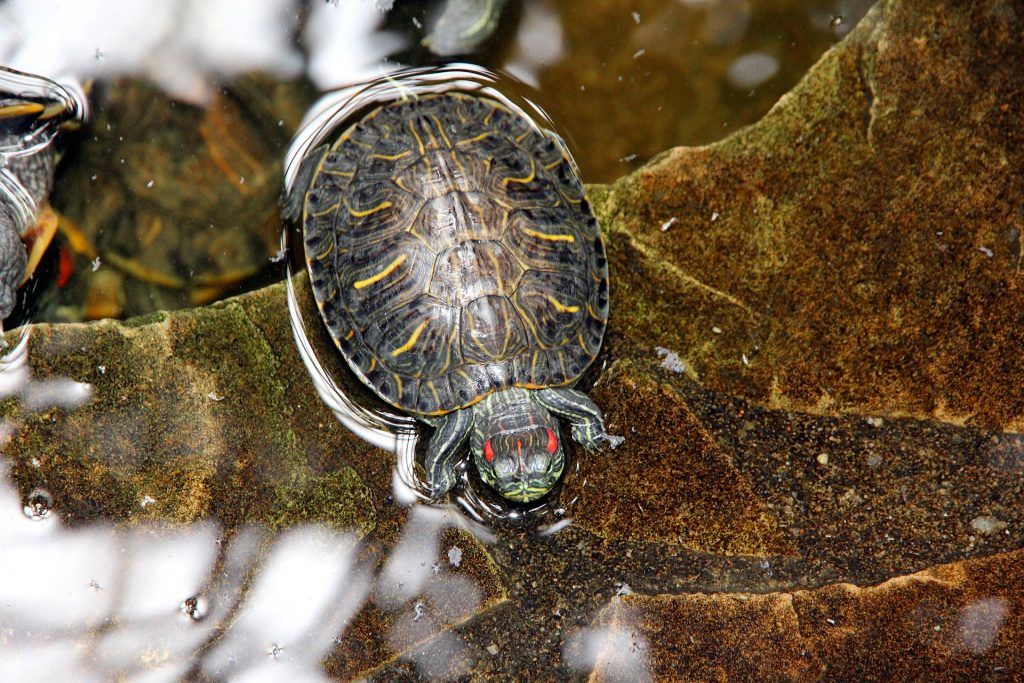 How Long Can Red-Eared Sliders Go Without Water? - TurtleHolic - Setting Up Water Monitoring For Red Eared Sliders