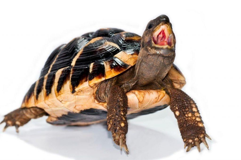 Why Is My Turtle Aggressive? The Startling Truth! TurtleHolic