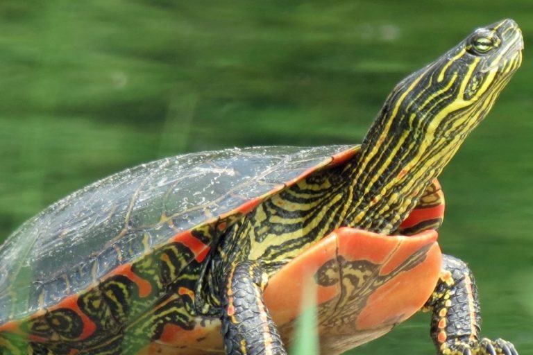 Can Painted Turtles Really Live In A Pond? TurtleHolic