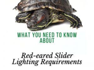 Red-eared Slider Lighting Requirements - TurtleHolic - Red-Eared Slider Housing Requirements
