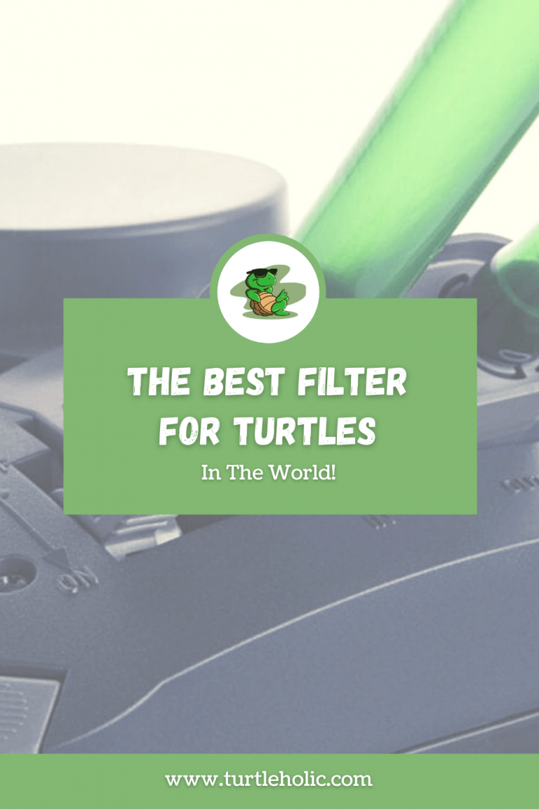 The Best Filter for a Turtle Tank TurtleHolic