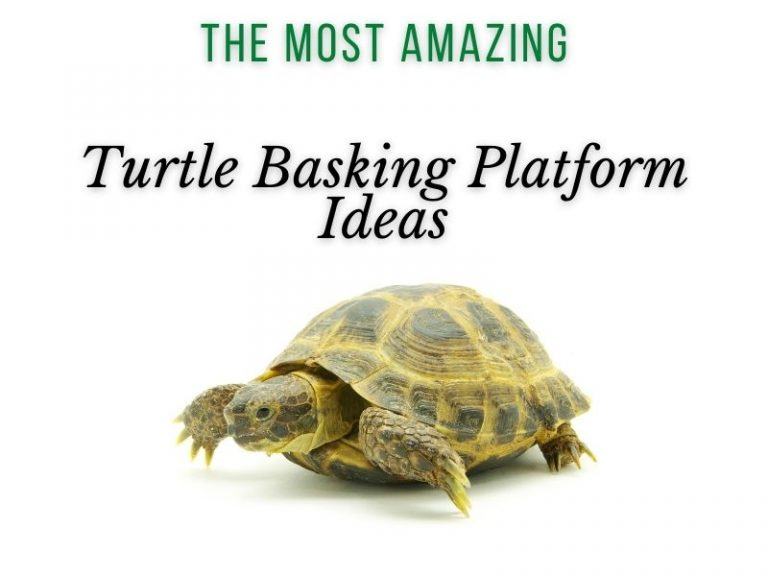 The Most Amazing Turtle Basking Platform Ideas TurtleHolic