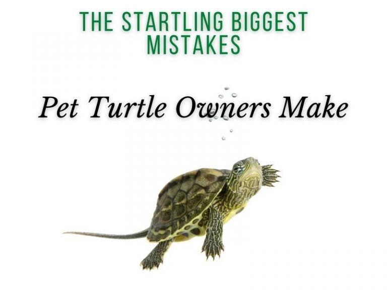 The Startling Biggest Mistakes Pet Turtle Owners Make TurtleHolic