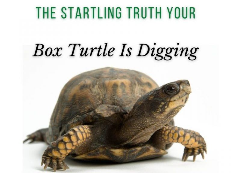 The Startling Truth Why Your Box Turtle is Digging - TurtleHolic