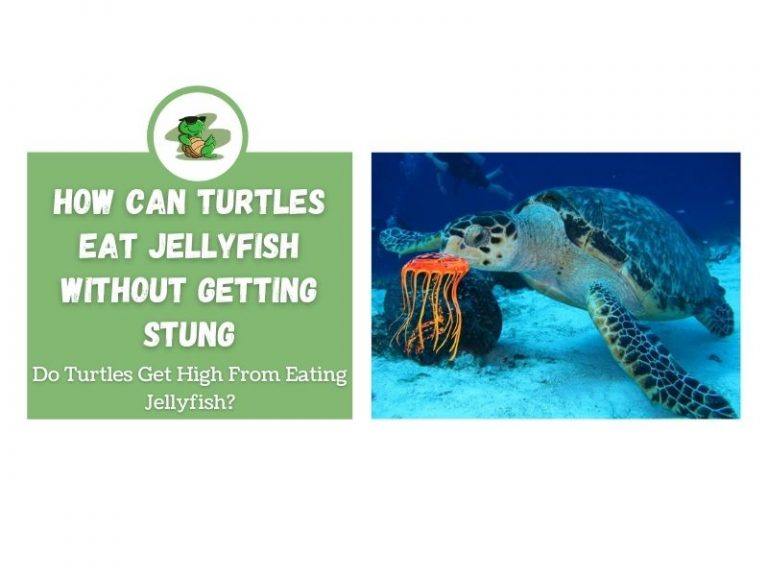 How Can Turtles Eat Jellyfish Without Getting Stung Do Turtles Get