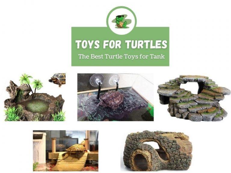 toys for pet turtles TurtleHolic