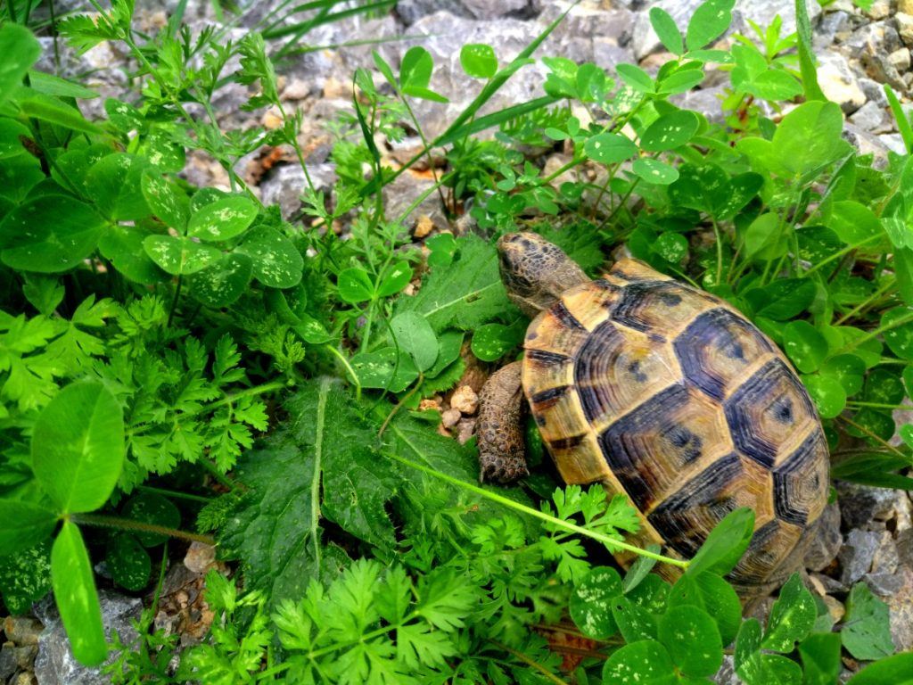 Plants for Turtle Tanks You Need to Know This TurtleHolic