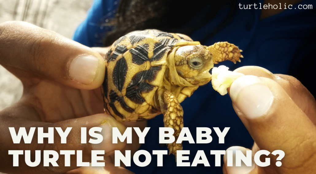 Why Is My Baby Turtle Not Eating? - TurtleHolic
