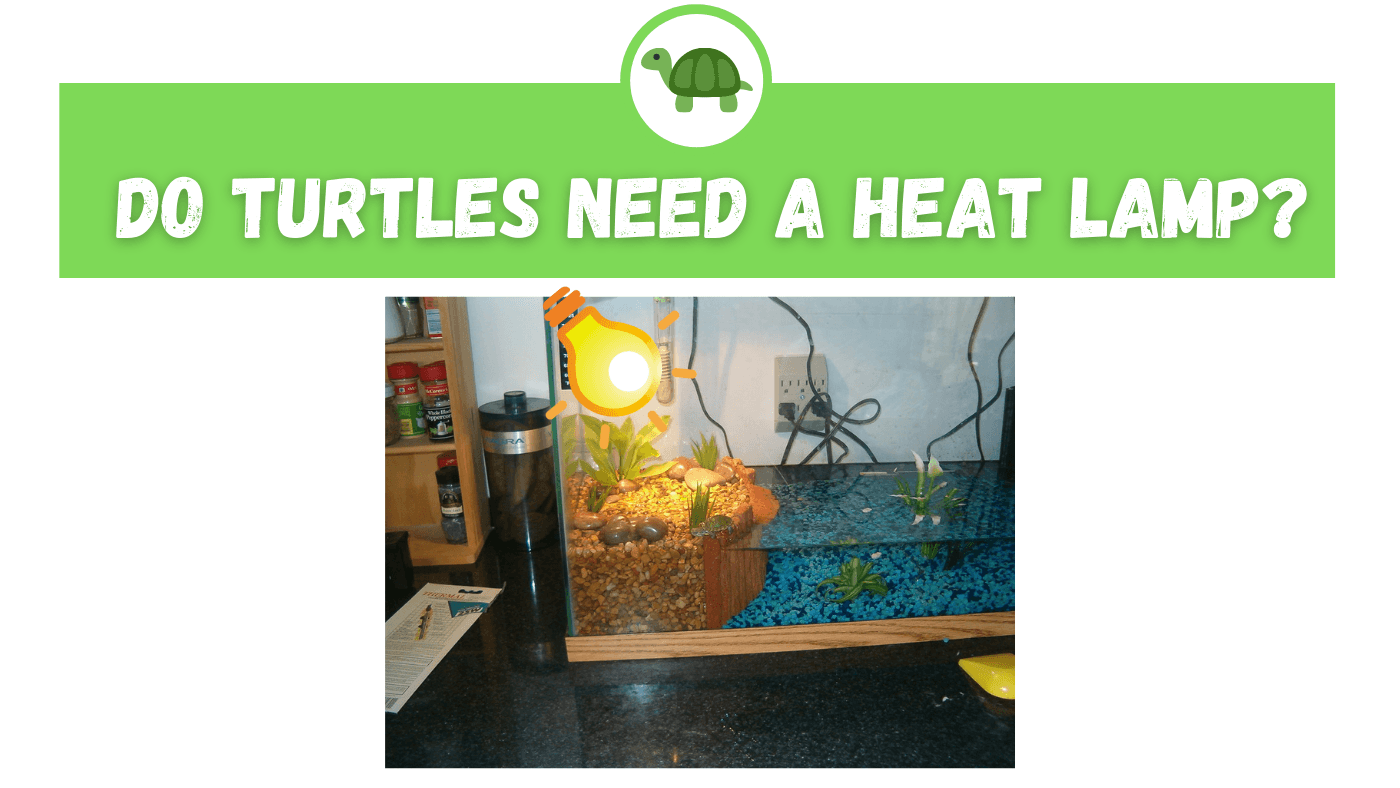 heat lamp for turtles TurtleHolic