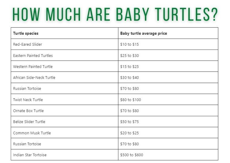 How Much Are Baby Turtles? - TurtleHolic