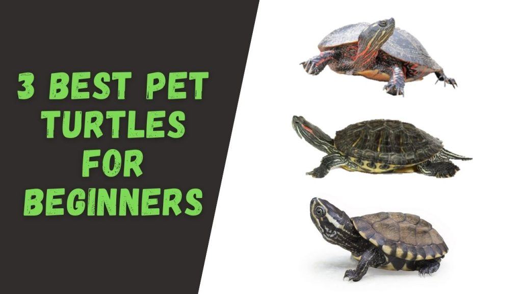3 Best Pet Turtles for Beginners TurtleHolic