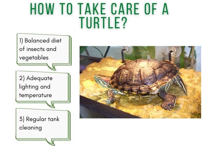 how do i take care of a pet turtle