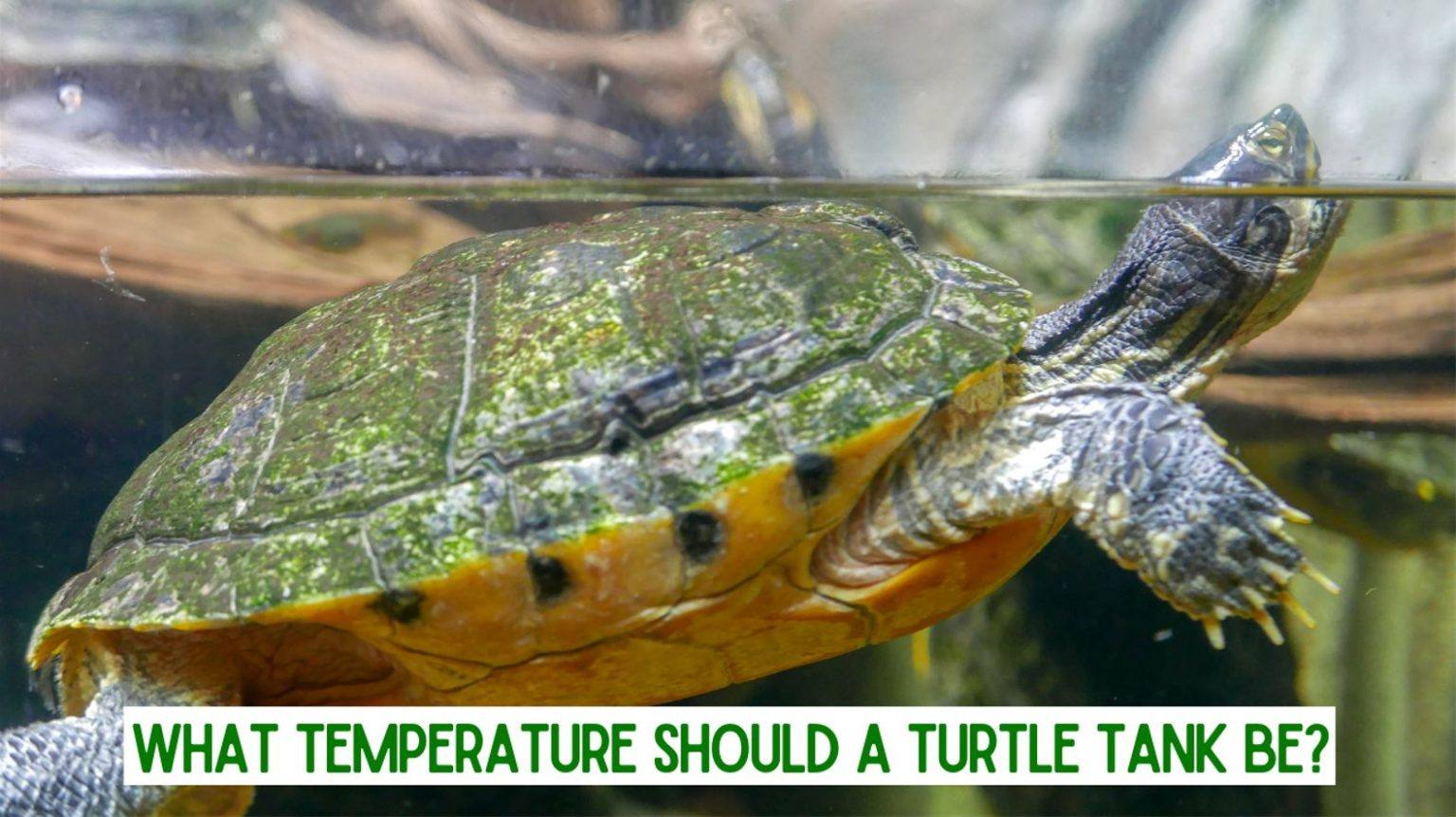 What Temperature Should a Turtle Tank Be? TurtleHolic