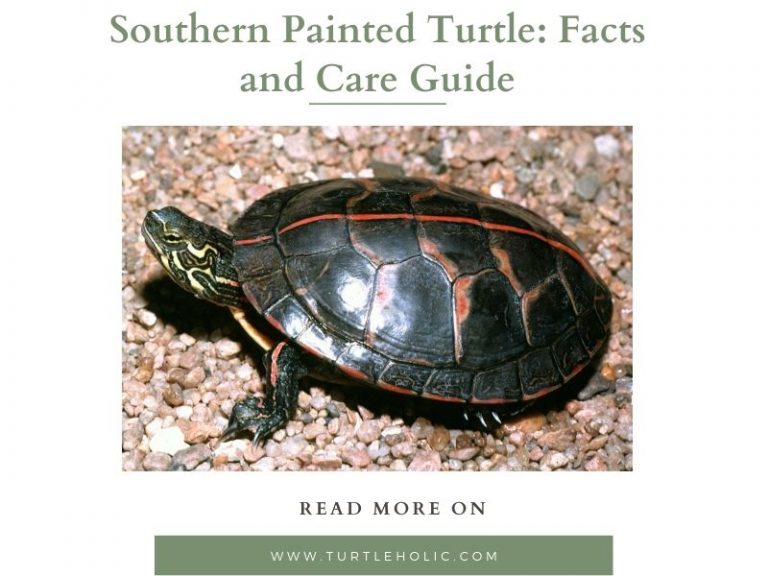 Southern Painted Turtle Facts and Care Guide TurtleHolic