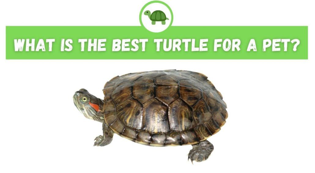 What is the Best Turtle for a Pet?