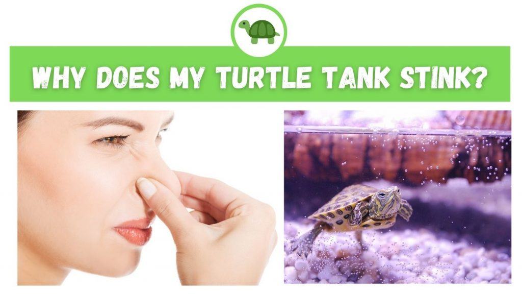 why does my turtle tank smell TurtleHolic