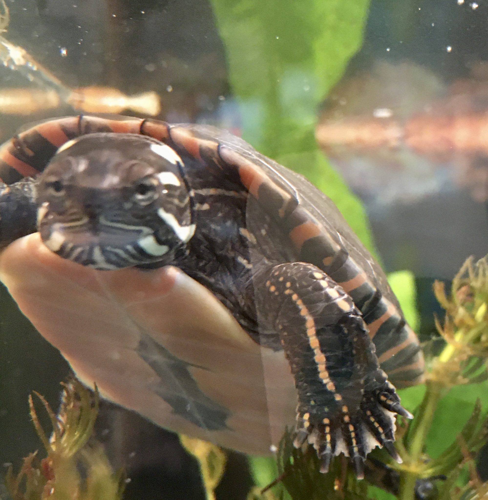 Midland Painted Turtle Profile TurtleHolic