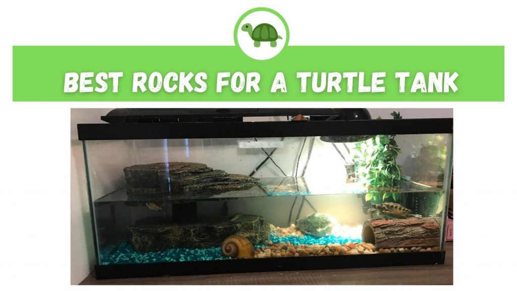 Best Rocks for a Turtle Tank TurtleHolic