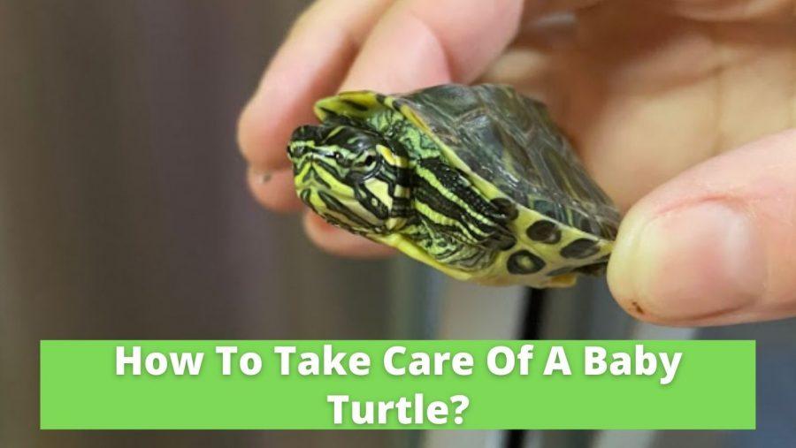 How To Take Care Of Baby Turtles As Pets At Robert Bence Blog