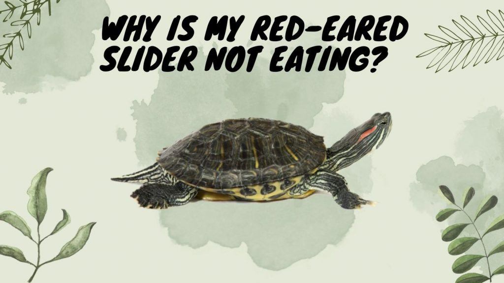 Why Is My Red-Eared Slider Not Eating? - TurtleHolic