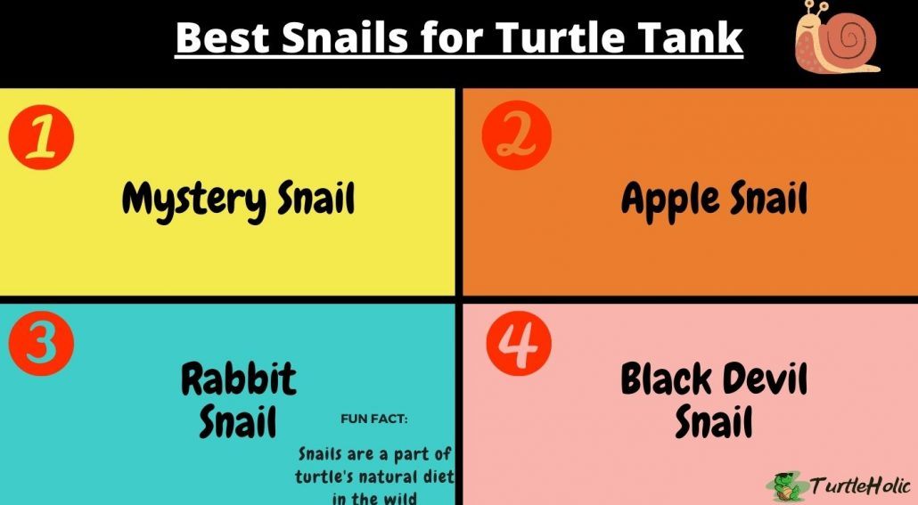 best snails for turtle tank