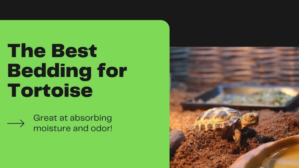 The Best Bedding for Tortoise TurtleHolic
