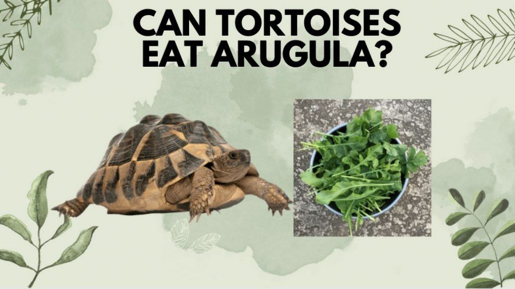 Can Tortoises Eat Arugula? TurtleHolic