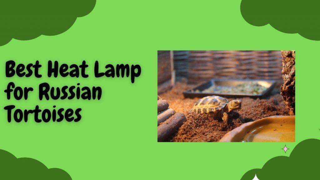 Best Heat Lamp for Russian Tortoises TurtleHolic