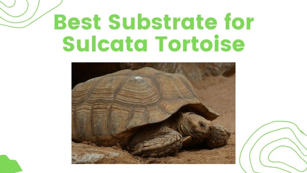 substrate for a sulcata tortoise TurtleHolic