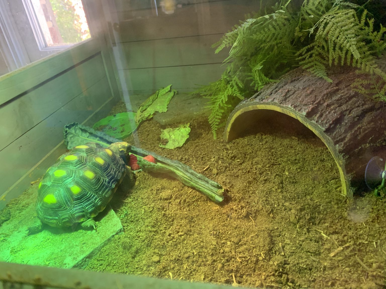 How to Make the Best RedFooted Tortoise Enclosure TurtleHolic