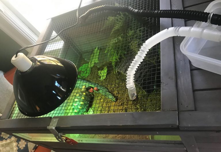 How to Make the Best RedFooted Tortoise Enclosure TurtleHolic