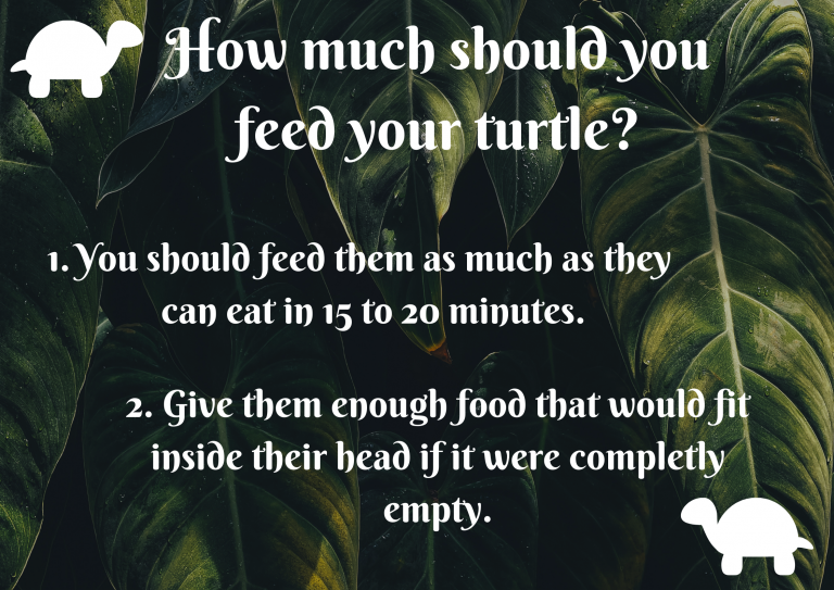 How Much (and how often) to Feed a Turtle? TurtleHolic