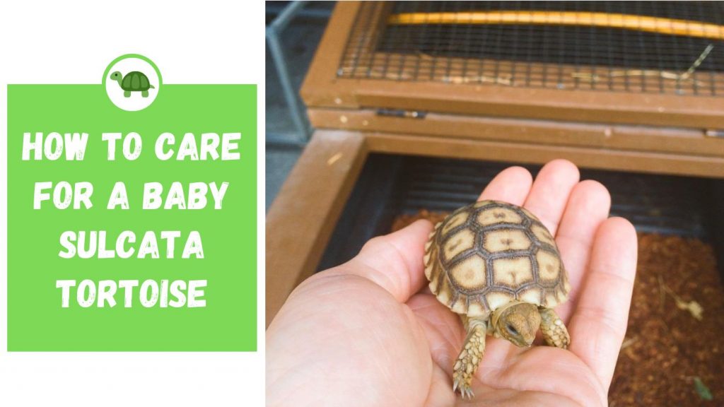 How to Care for a Baby Sulcata Tortoise TurtleHolic