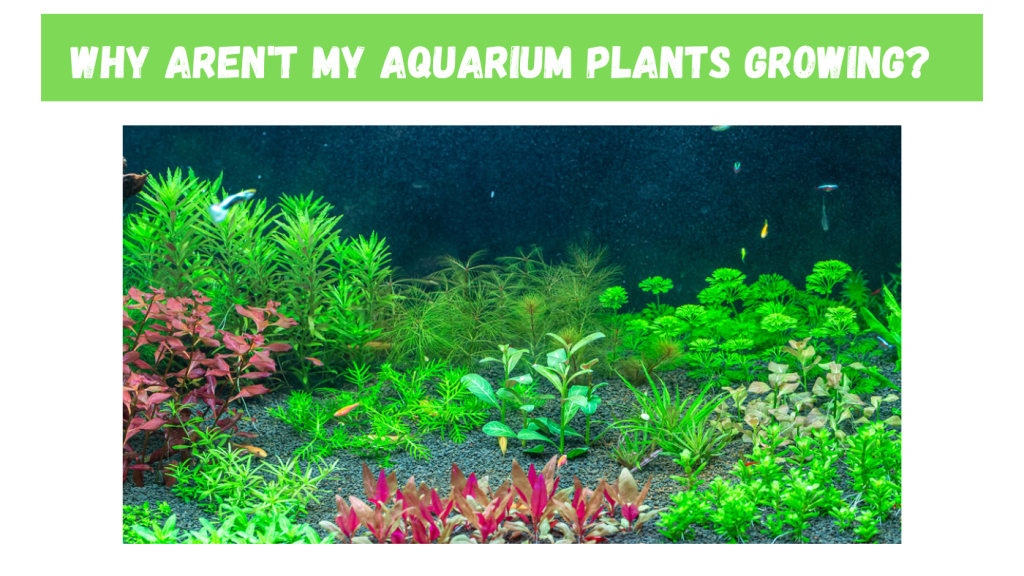 Why Aren't My Aquarium Plants Growing? TurtleHolic
