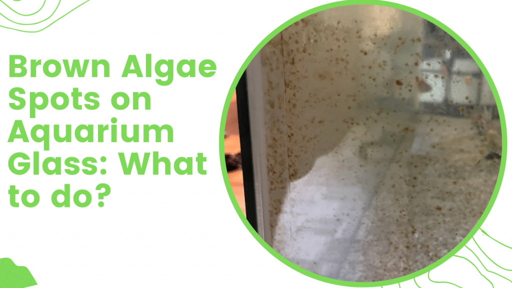 Brown Algae Spots on Aquarium Glass What to do? TurtleHolic
