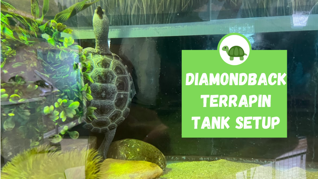 Diamondback Terrapin Tank Setup TurtleHolic