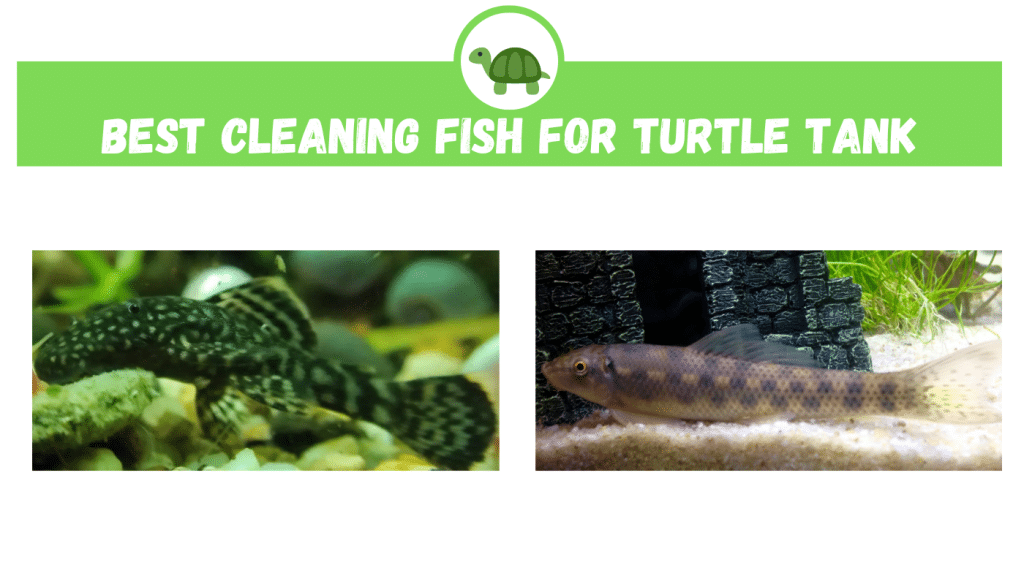 Best Cleaning Fish for Turtle Tank TurtleHolic