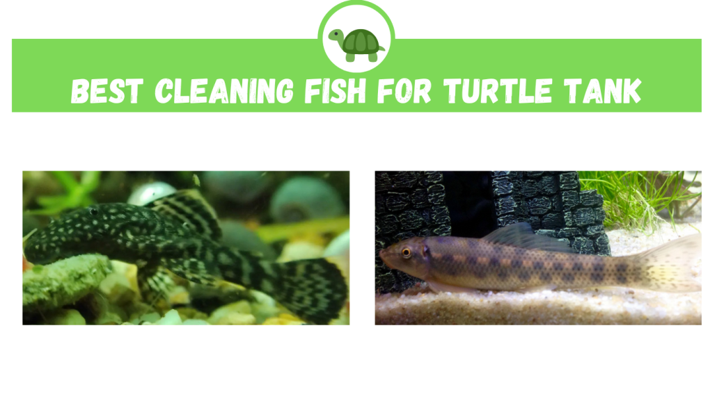 Best Cleaning Fish for Turtle Tank
