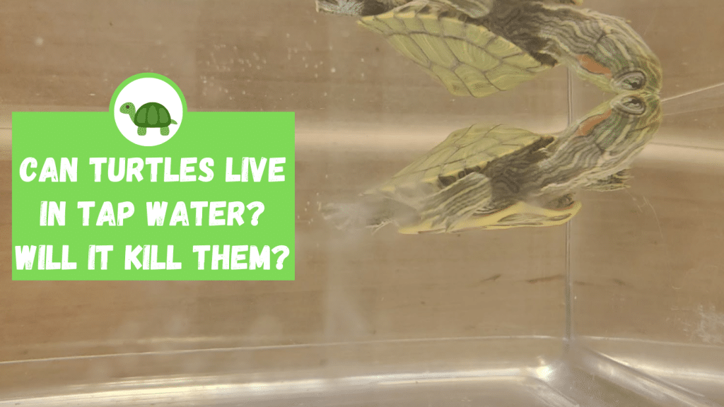 Can Turtles Live in Tap Water? Will it Kill Them? TurtleHolic