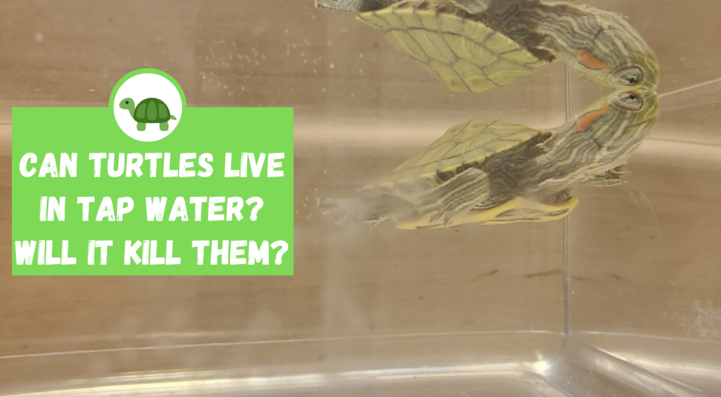 will tap water kill my turtle