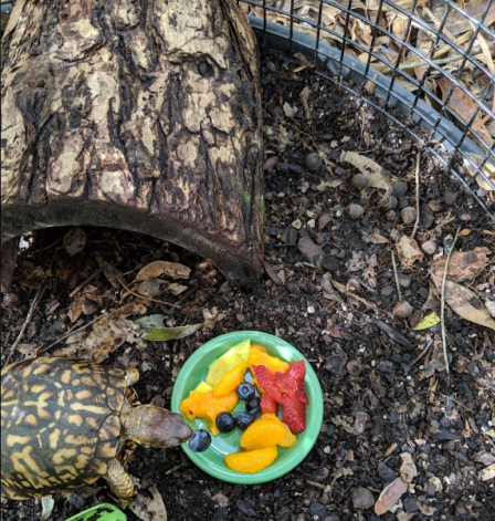 box turtle eating