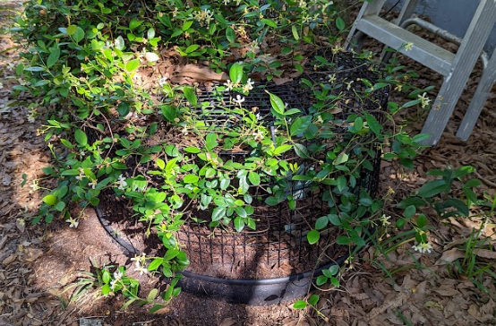 diy box turtle outdoor habitat