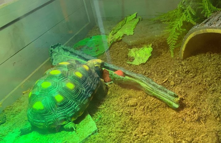 tortoise eating