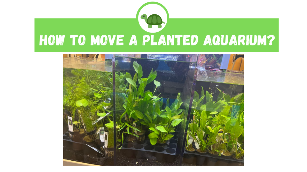 How to Move a Planted Aquarium? TurtleHolic