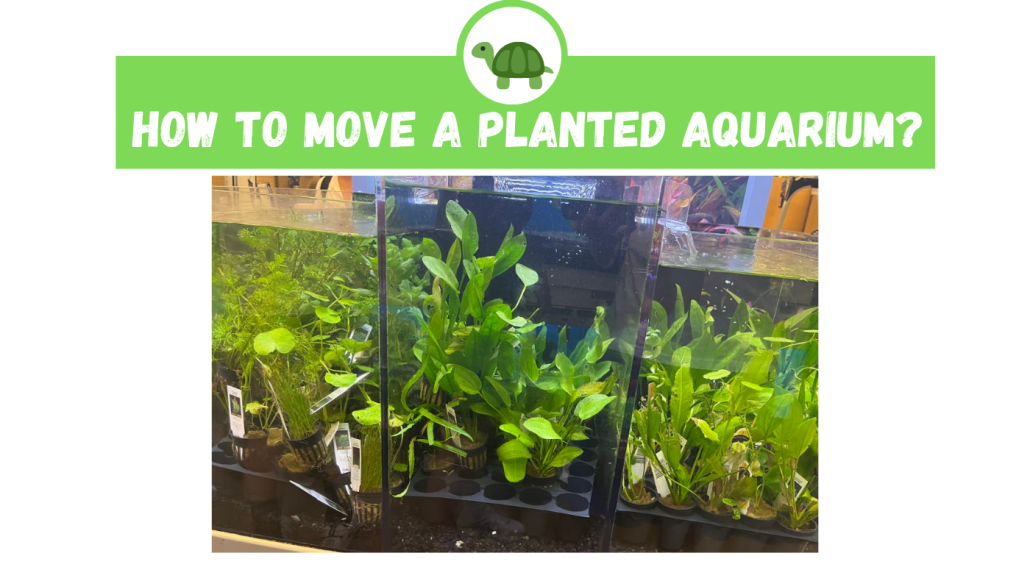 How to Move a Planted Aquarium