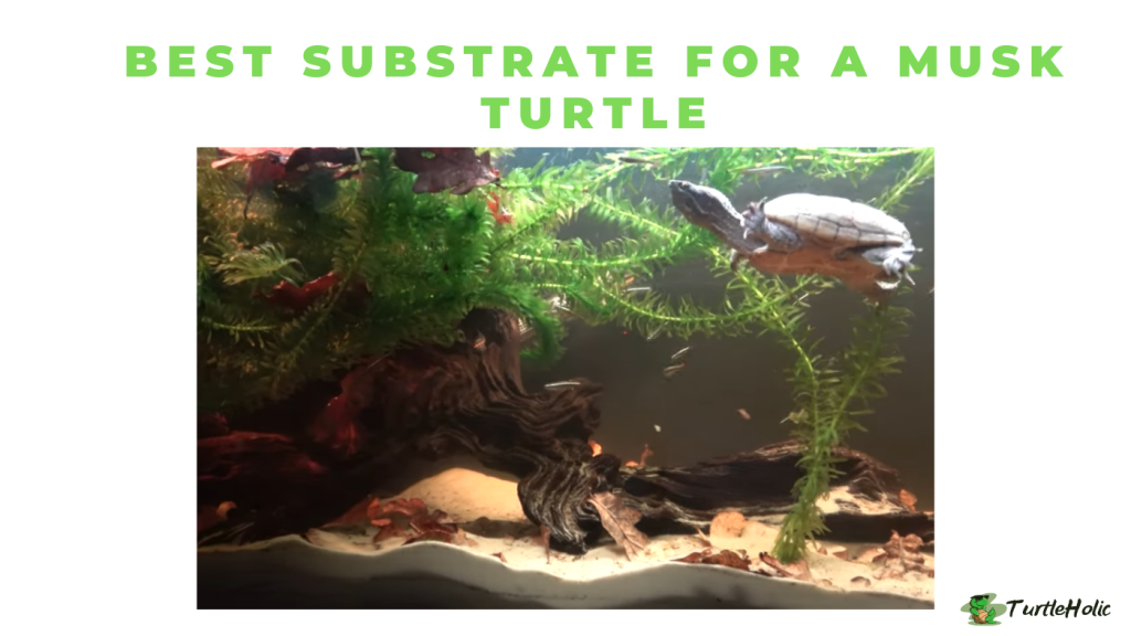 Best Substrate for a Musk Turtle TurtleHolic